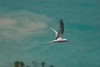 sjtdesigns > Bermuda Longtail